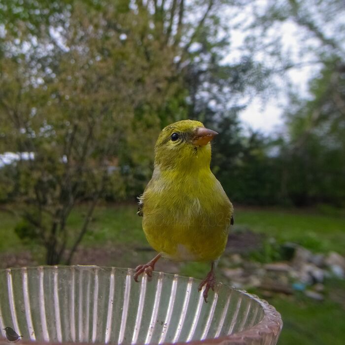 Birds and Squirrels Crash This Backyard Party and It's Hilarious