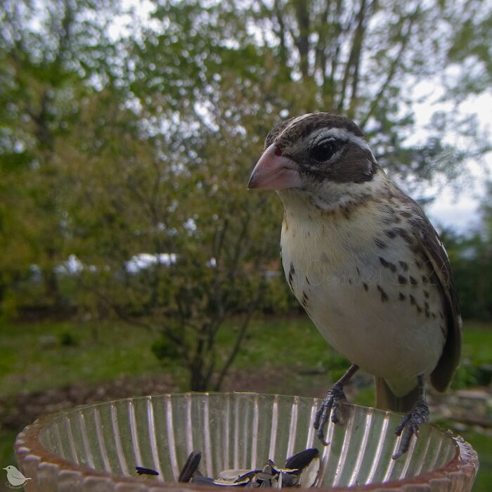 Birds and Squirrels Crash This Backyard Party and It's Hilarious