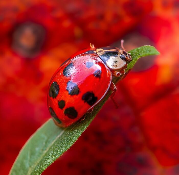 55 Tiny Details You Won't Believe Exist Until You Zoom In