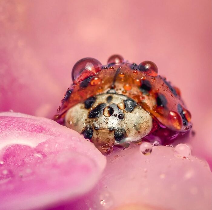 55 Tiny Details You Won't Believe Exist Until You Zoom In