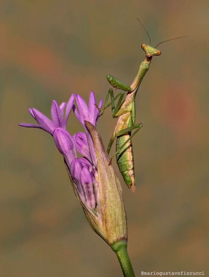 55 Tiny Details You Won't Believe Exist Until You Zoom In