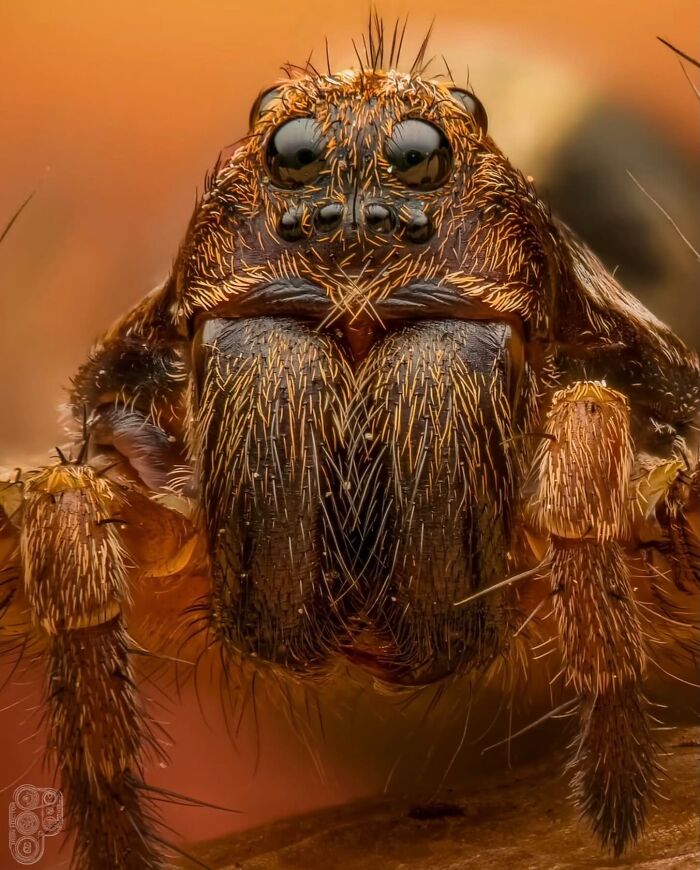 55 Tiny Details You Won't Believe Exist Until You Zoom In