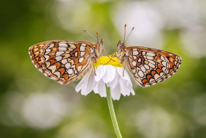 55 Tiny Details You Won't Believe Exist Until You Zoom In
