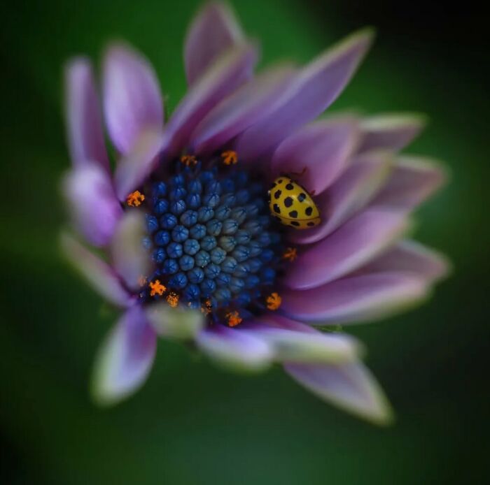 55 Tiny Details You Won't Believe Exist Until You Zoom In