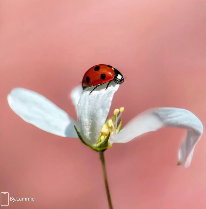 55 Tiny Details You Won't Believe Exist Until You Zoom In