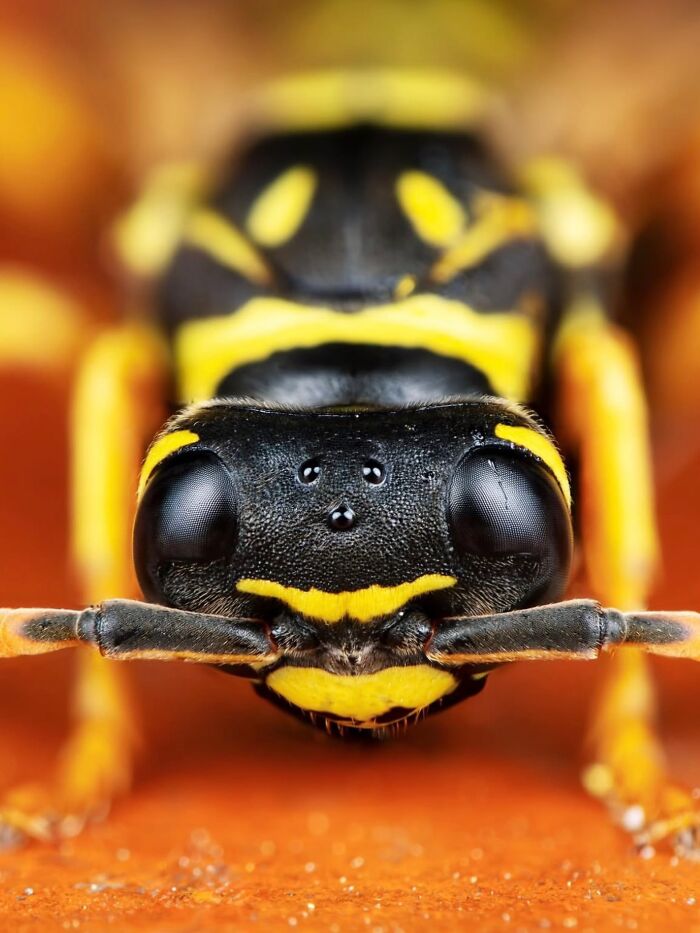 55 Tiny Details You Won't Believe Exist Until You Zoom In