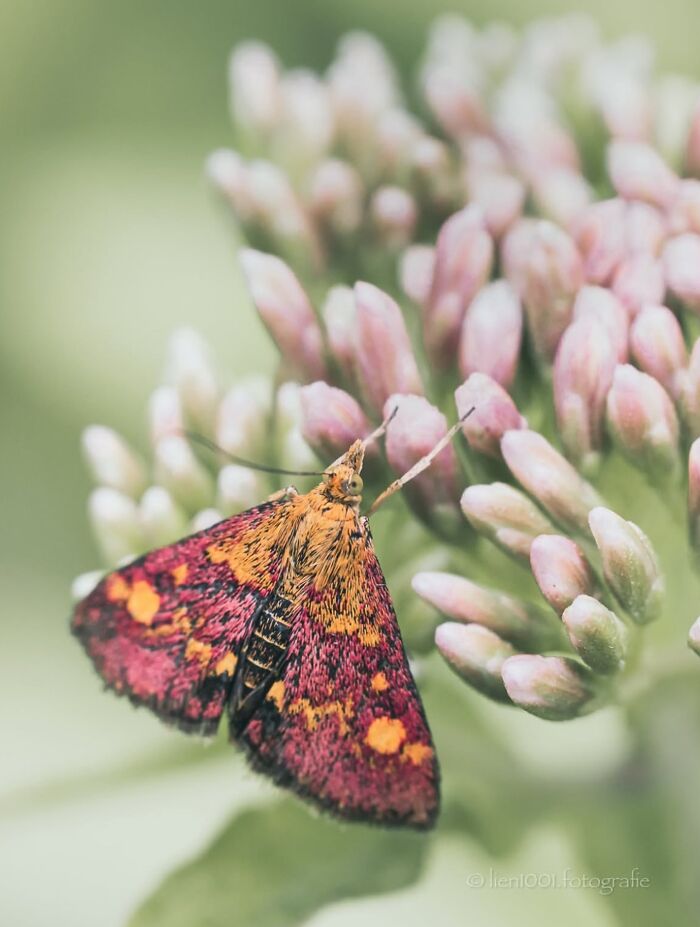 55 Tiny Details You Won't Believe Exist Until You Zoom In