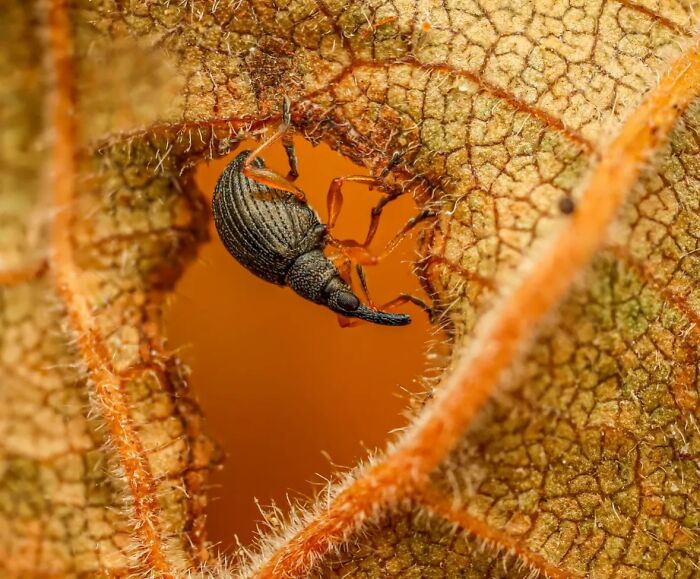 55 Tiny Details You Won't Believe Exist Until You Zoom In