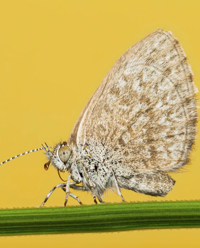55 Tiny Details You Won't Believe Exist Until You Zoom In