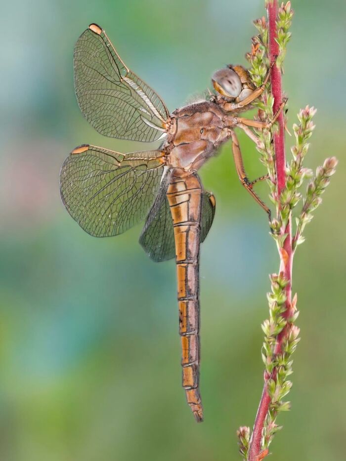 55 Tiny Details You Won't Believe Exist Until You Zoom In