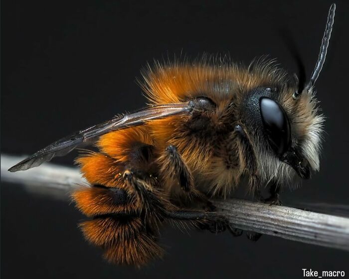 55 Tiny Details You Won't Believe Exist Until You Zoom In