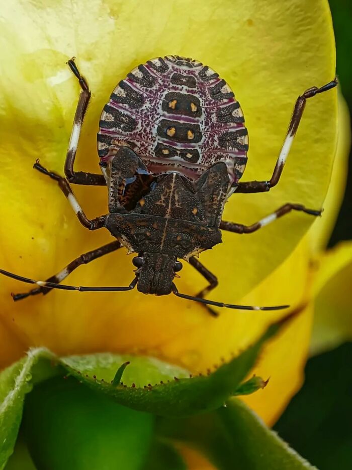 55 Tiny Details You Won't Believe Exist Until You Zoom In