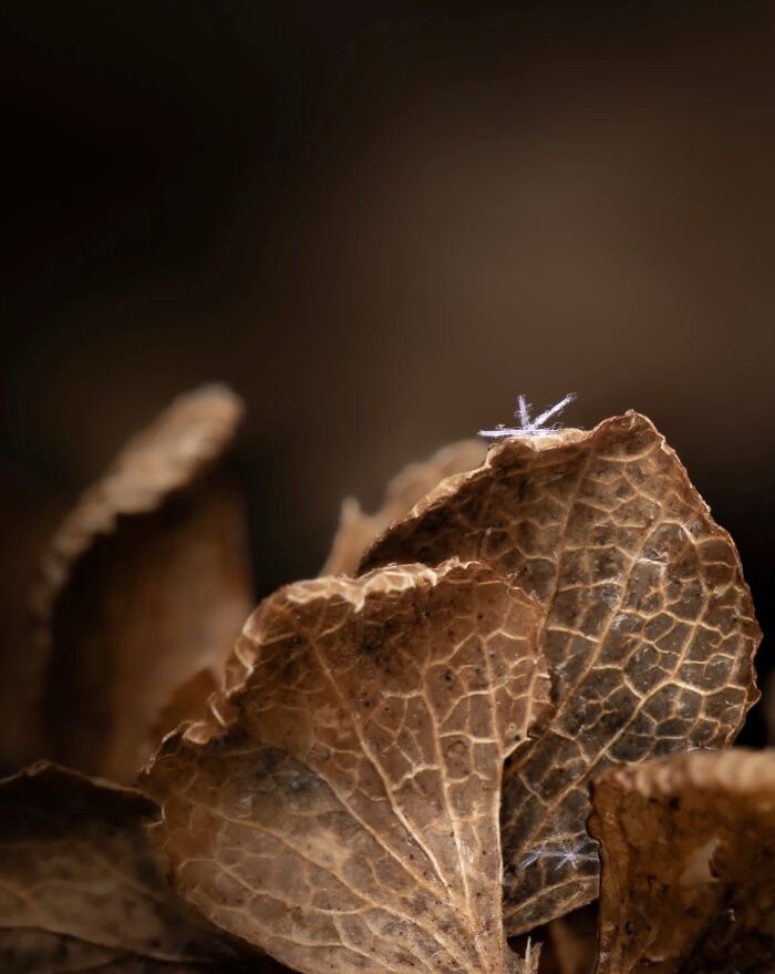 55 Tiny Details You Won't Believe Exist Until You Zoom In