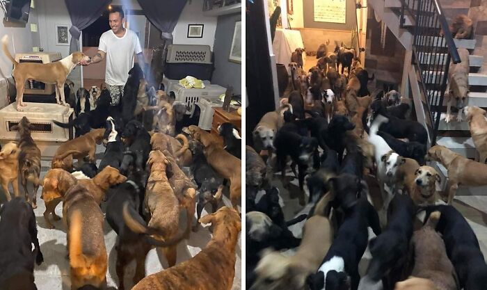 Cancun's Hurricane Shelter Hero: One Man, A Ton of Stray Dogs, and a Couch