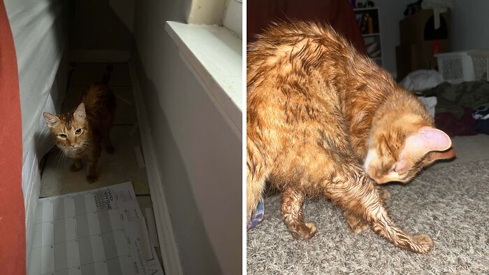 Frankie's Tornado Escape: That One Brain Cell Saved The Day