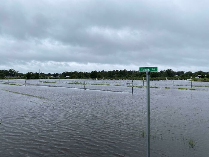 Blueberry Farm After Hurricane Ian: Nature’s Unexpected Cleanse