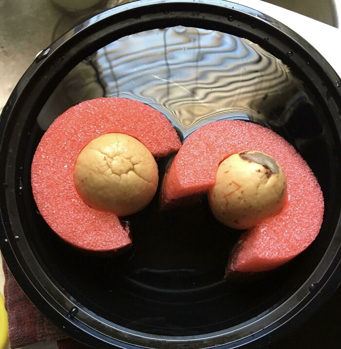 Avocado Seeds Float Better Than Your Average Pool Toy