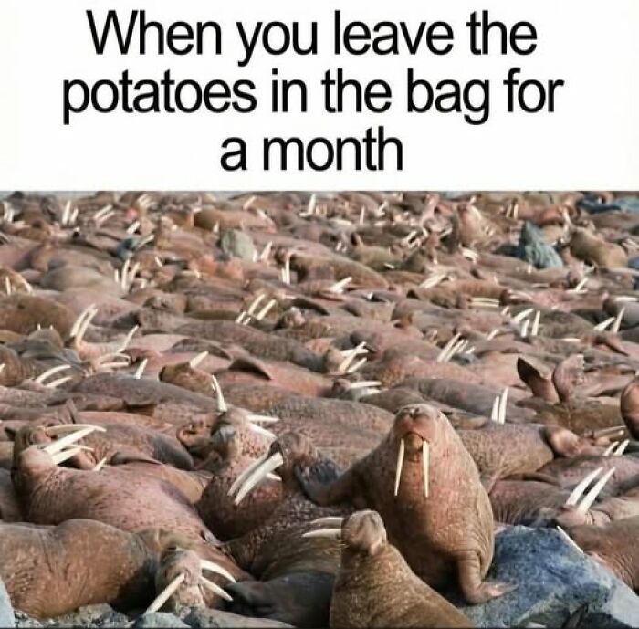 The 71 Randomly Hilarious Memes You Didn’t Know You Needed Today