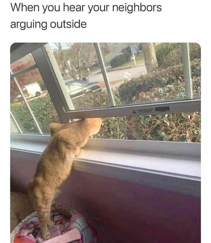 The 71 Randomly Hilarious Memes You Didn’t Know You Needed Today