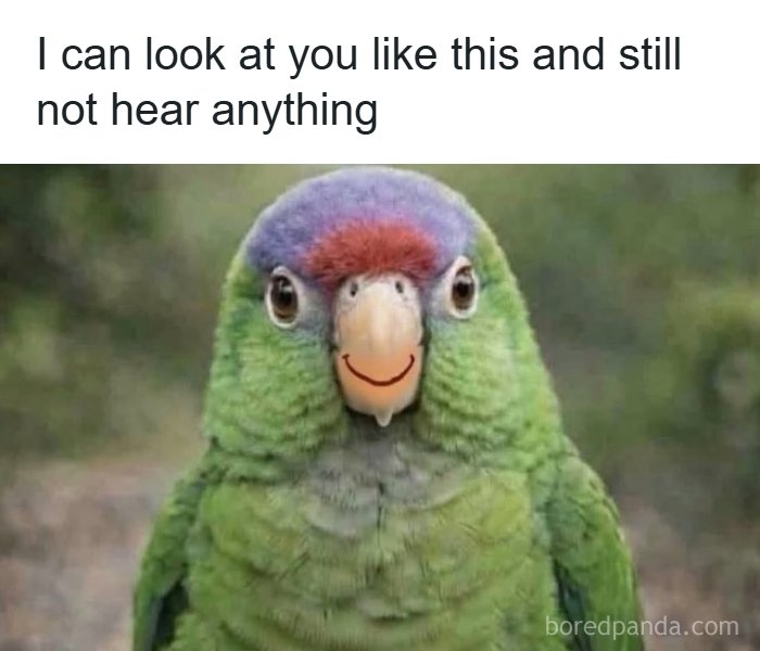 The 71 Randomly Hilarious Memes You Didn’t Know You Needed Today