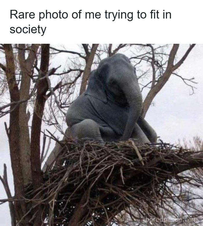The 71 Randomly Hilarious Memes You Didn’t Know You Needed Today