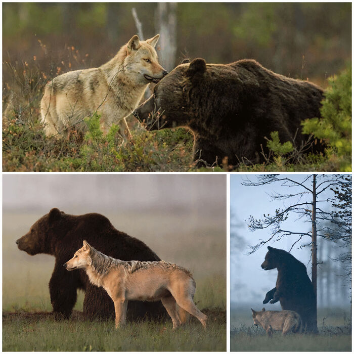 A Wolf And A Bear Created The Oddest Friendship Ever, Meeting All Night Long In Finland
