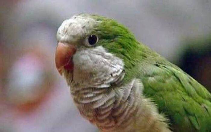 In 2009, A Parrot Named Willie Screamed For Help And Saved A Choking Toddler