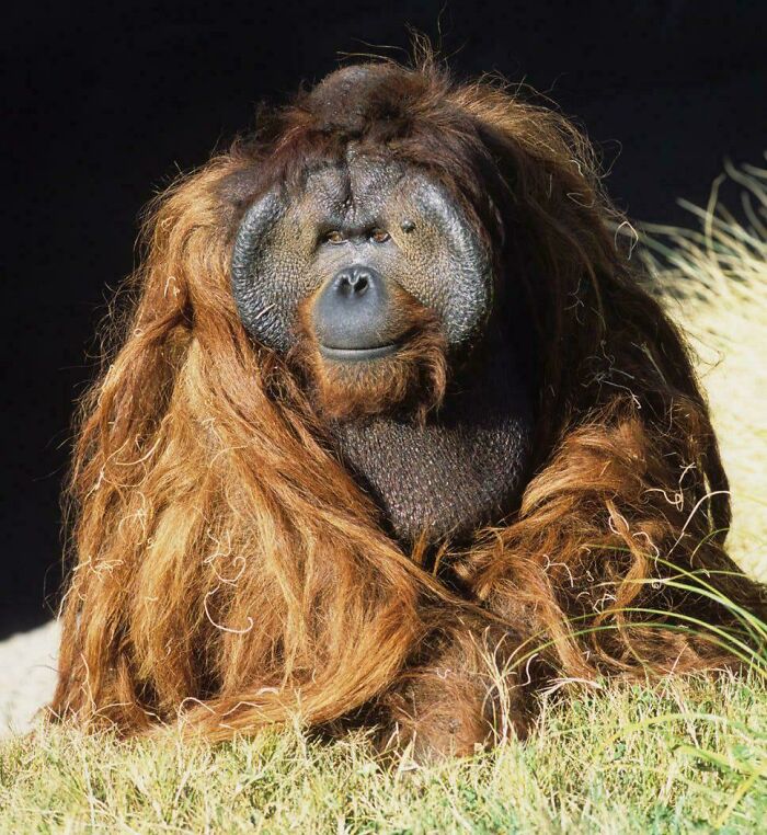 Meet Ken Allen: The San Diego Zoo’s 'Hairy Houdini' Orangutan Who Loved To Escape And Throw Rocks