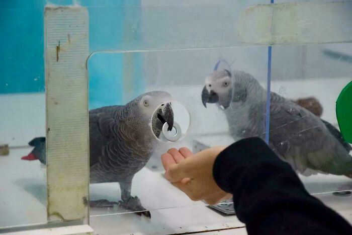 Parrots Used Tokens To Buy Food And Then Generously Shared With Their Pals