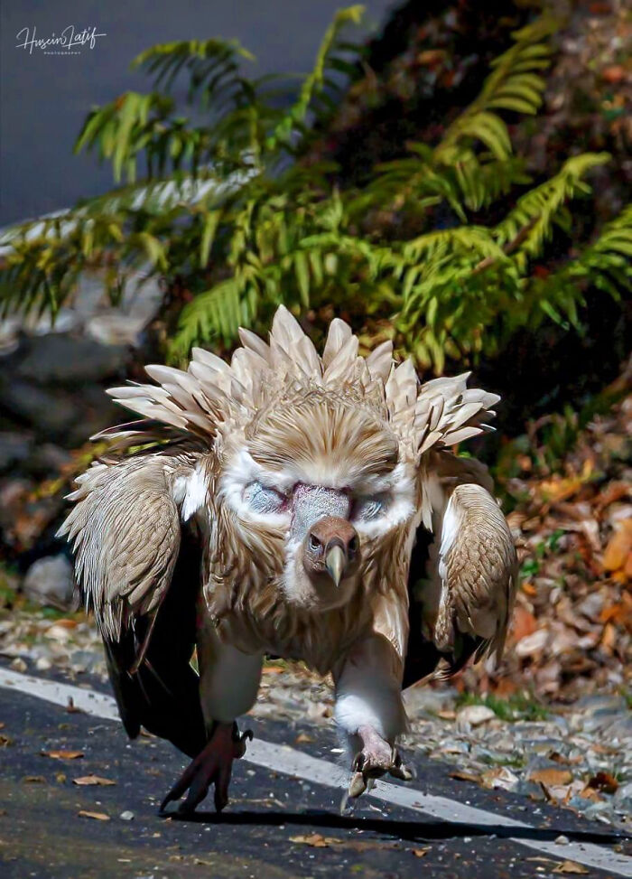 This Vulture Scares Off Trouble With Fake Eyes On Its Head