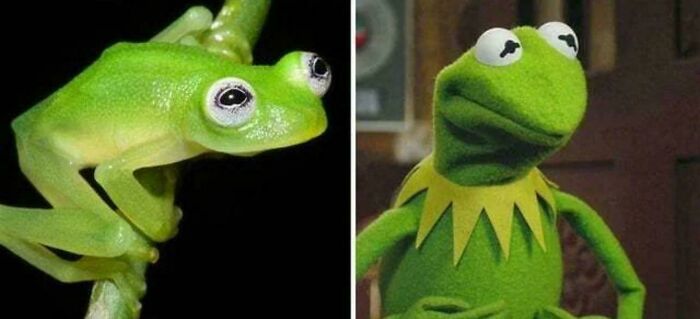 Scientists Found A Real-Life Kermit The Frog In Costa Rica