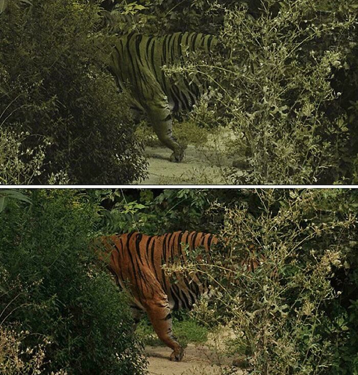 Tigers Look Orange To Us But Green To Deer Because Of How They See Color