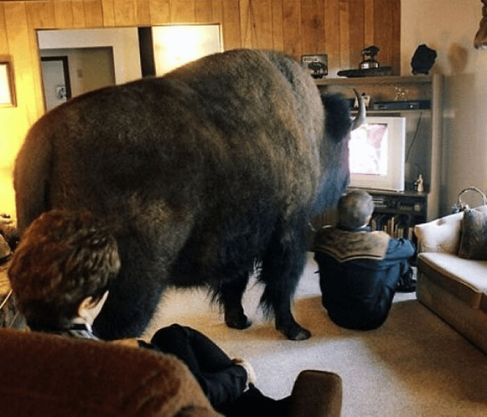 A Canadian Rancher Called Jim Sautner Treated His 2,000-Pound Bison Like A Big Family Dog