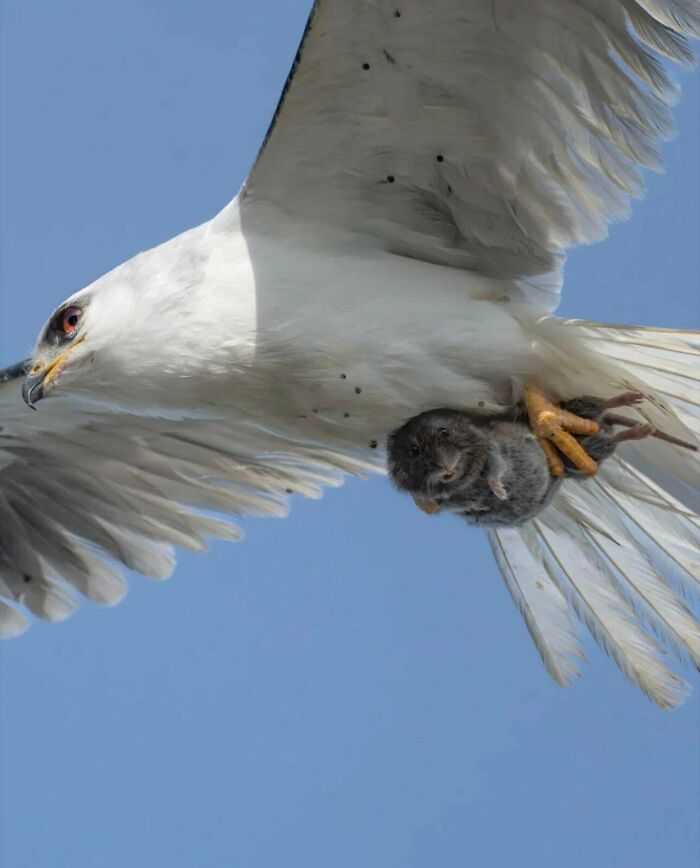 Photographer Snaps The Moment A Vole Stares Down Its Hawk Captor Mid-Air