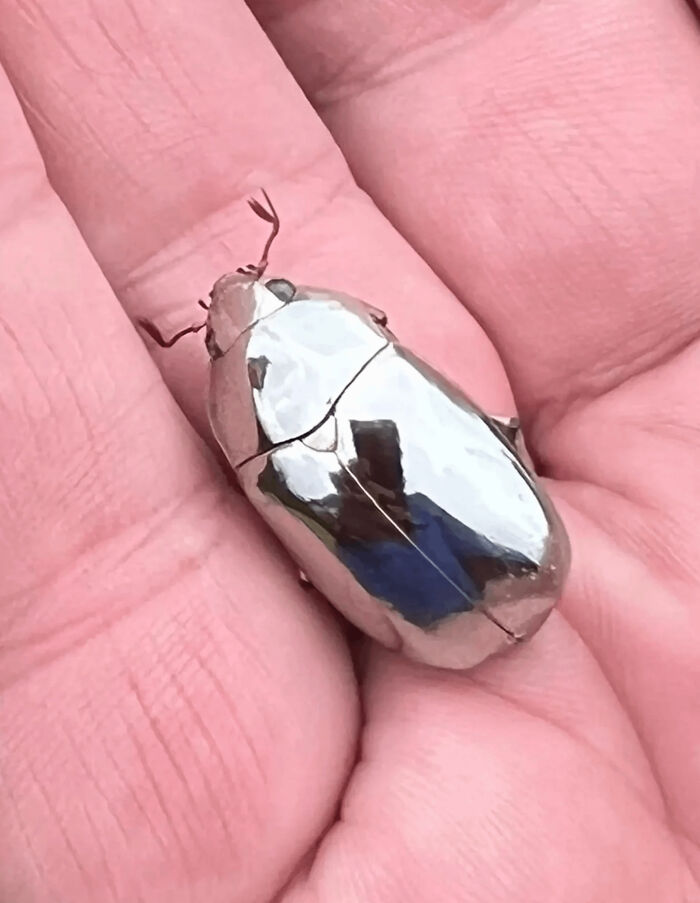 Meet The Chrome Beetle: A Blinged-Out Scarab From Costa Rica