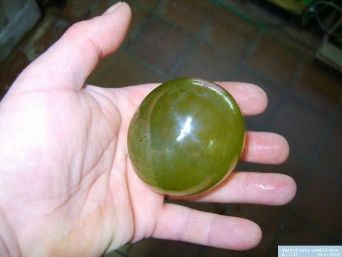 Bubble Algae, Aka Sailor's Eyeballs, Is The Biggest Single Cell Organism Ever Found
