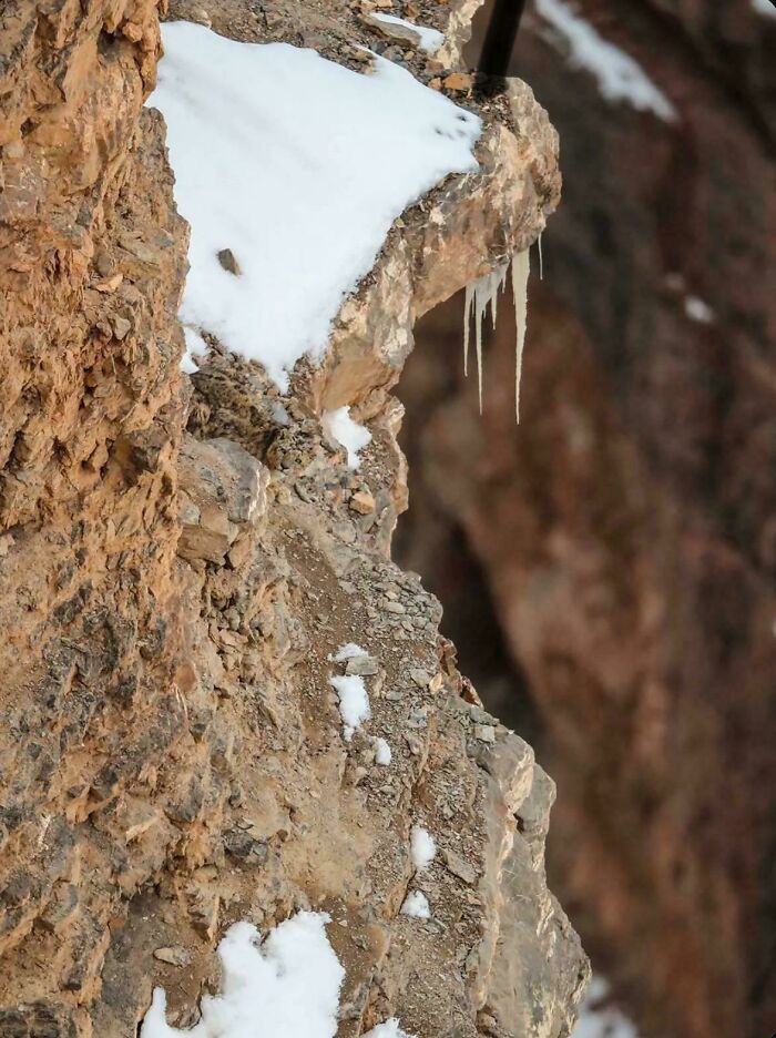 Can You Spot The Snow Leopard? Because It’s Hiding In Plain Sight
