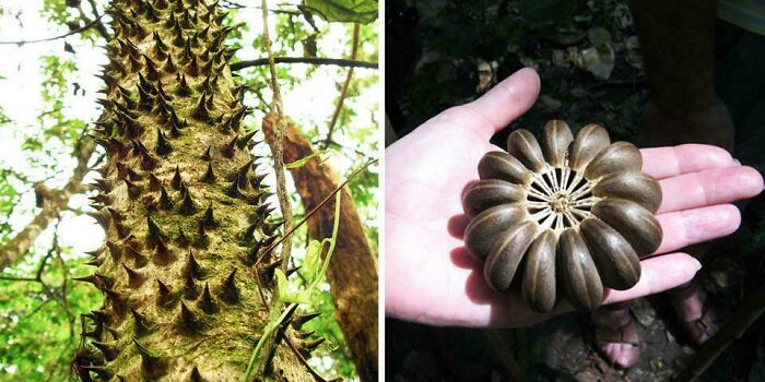 South American ‘Dynamite Tree’ Launches Its Seeds At 160 MPH Like Tiny Grenades