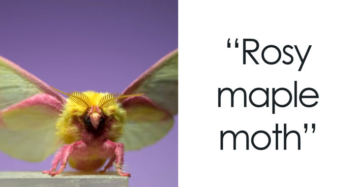 Wait, These Animals Are Real? Nope, They Just Look Crazy!