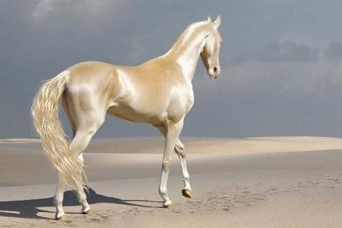 The Akhal-Tekkin Horse Breed: Like Glowing Liquid Gold on Hooves