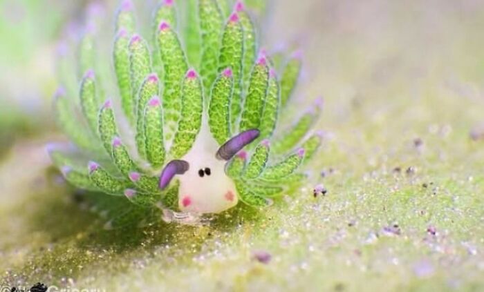 Sea Sheep: Underwater Fluffballs You Didn’t Know You Needed