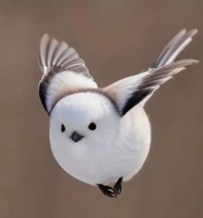 The Japanese Snow Fairy: Tiny Floofy Wonder of Hokkaido
