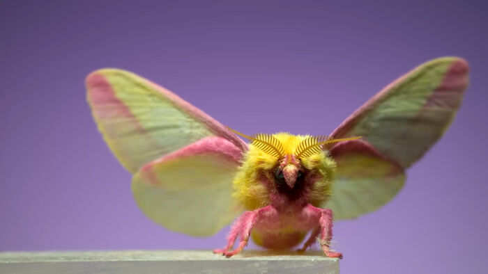 Rosy Maple Moth: Nature’s Little Blushy Beauty