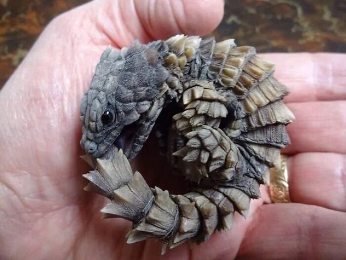 Armadillo Girdled Lizard: Armor So Cool, It’s Like a Tiny Dragon