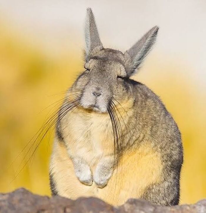 The Viscacha: Part Rabbit, Part Chinchilla, All Adorable… and a Bit Tired