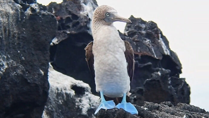Blue-Footed Booby: The Bird That Definitely Doesn’t Wear Boots