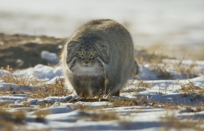Pallas's Cat: The Fluffiest, Sassiest Feline You’ve Never Seen