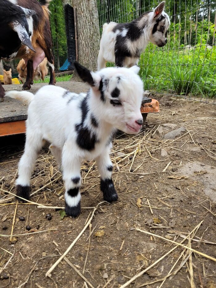 Nigerian Dwarf Buckling: So Cute It Might Just Be a Toy