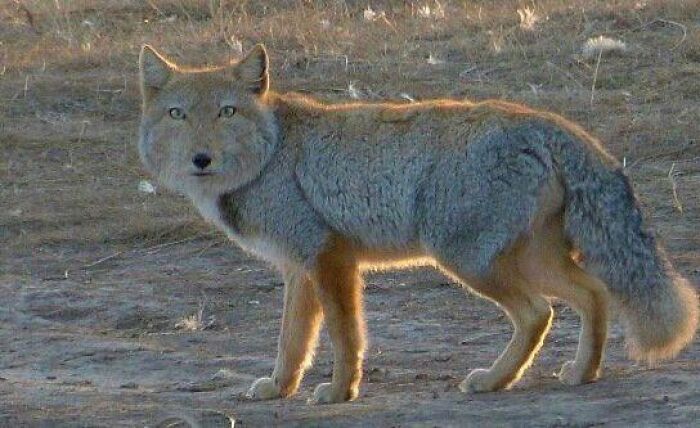 Tibetan Fox: The Smiling Master of Suspicious Looks