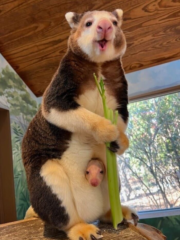 Tree Kangaroo: Yup, Kangaroos Can Climb Trees Now?